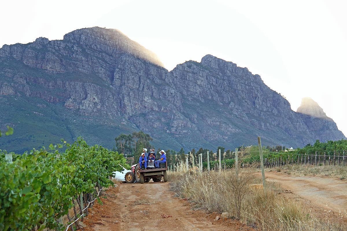 סטלנבוש Muratie Wine Estate מראה חיצוני תמונה